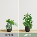 2-pack-28-bendable-moss-pole-monstera-pl-6.jpg