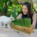 self-watering-cat-grass-kit-hands-down-t-4.jpg